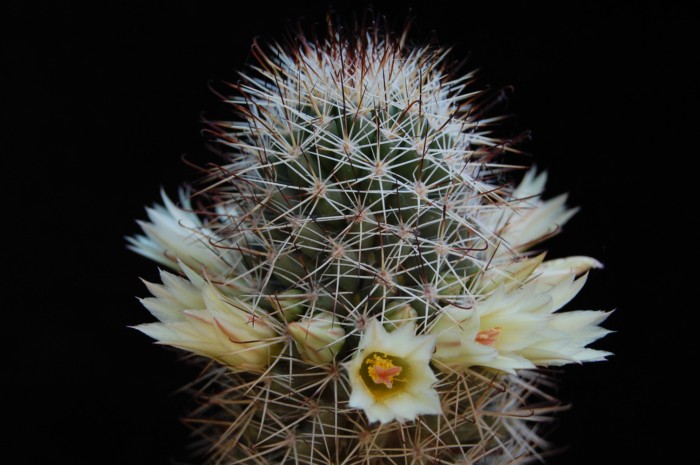 Mammillaria armillata 