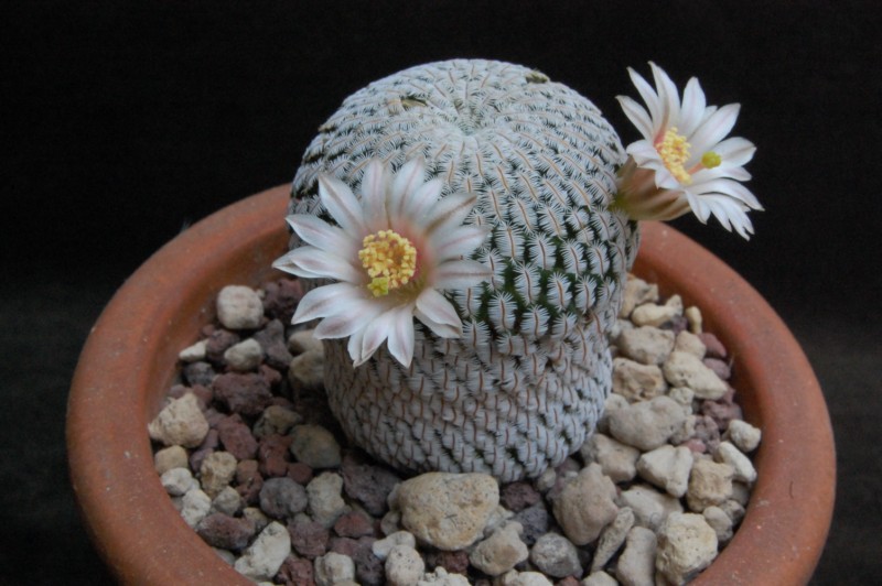 Mammillaria pectinifera 