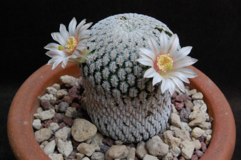 Mammillaria pectinifera 