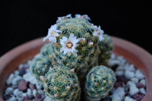 Mammillaria schiedeana ssp. giselae 