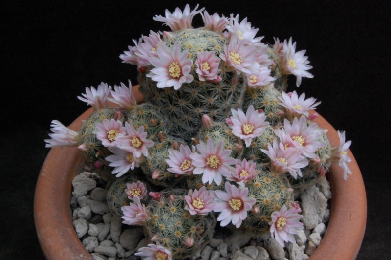 Mammillaria schiedeana ssp. giselae 