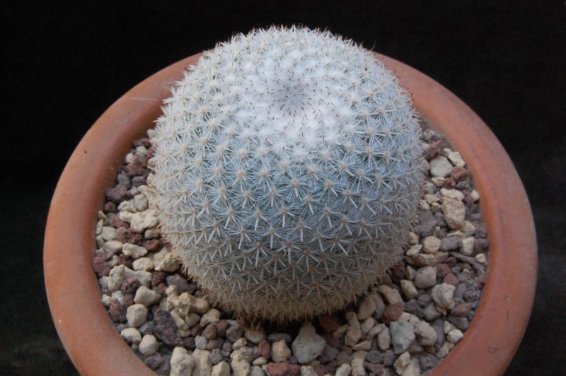 Mammillaria dealbata 