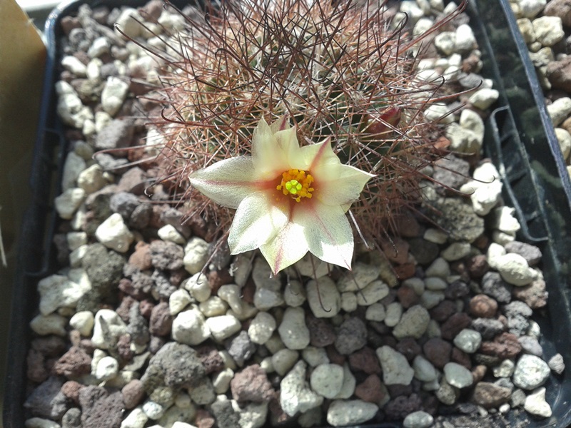 Mammillaria dioica 