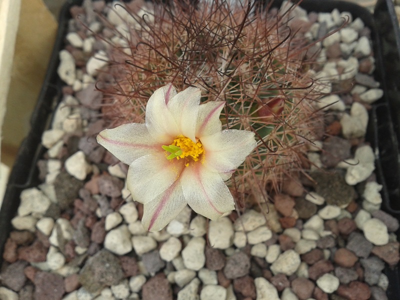 Mammillaria dioica 