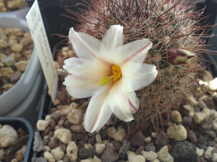 Mammillaria dioica 