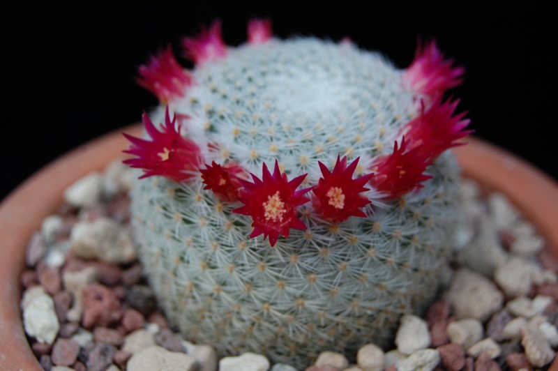 Mammillaria lanata 