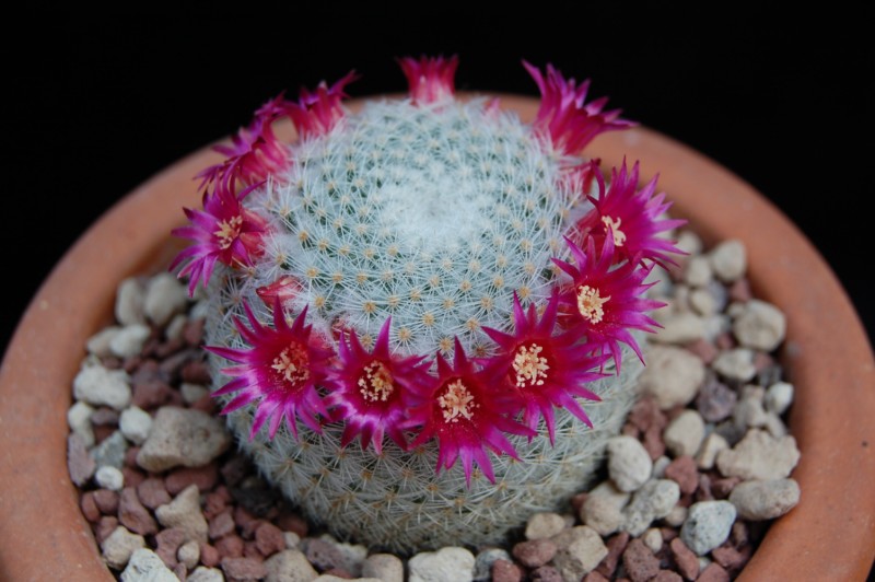 Mammillaria lanata 