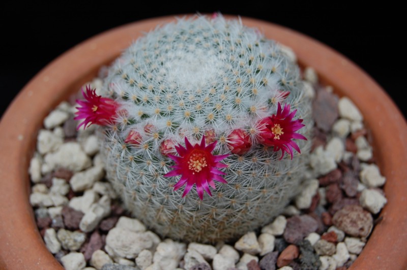 Mammillaria lanata 