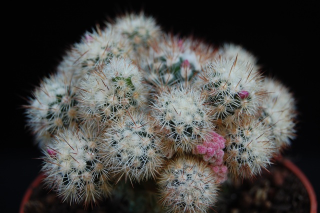 mammillaria vetula ssp. gracilis f. monstruosa