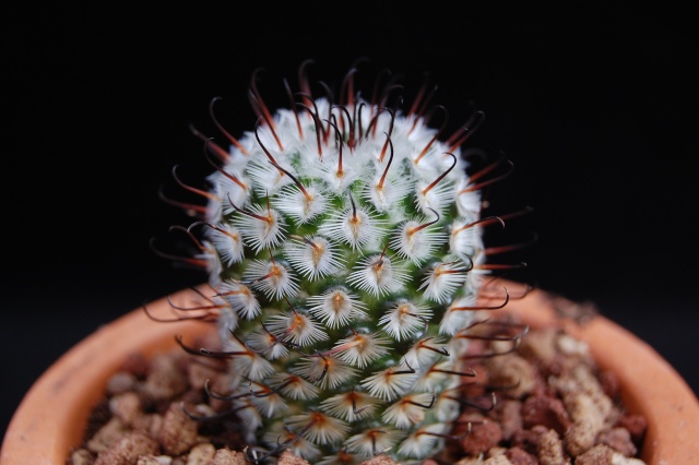 Mammillaria perezdelarosae 