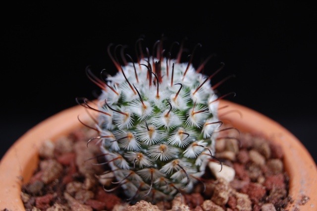 Mammillaria perezdelarosae 