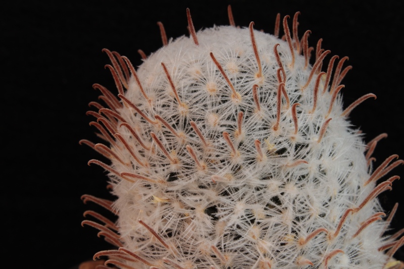 Mammillaria nana ssp. duwei 