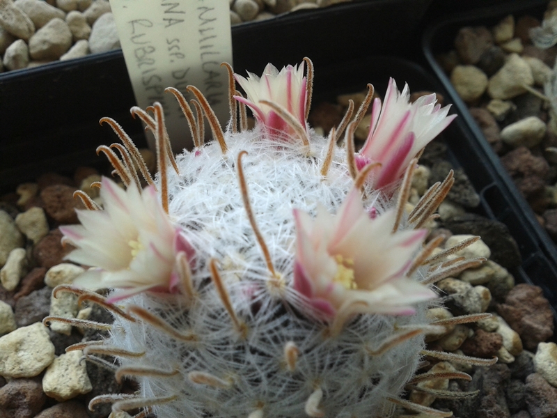 mammillaria nana ssp. duwei cv. rubrispina