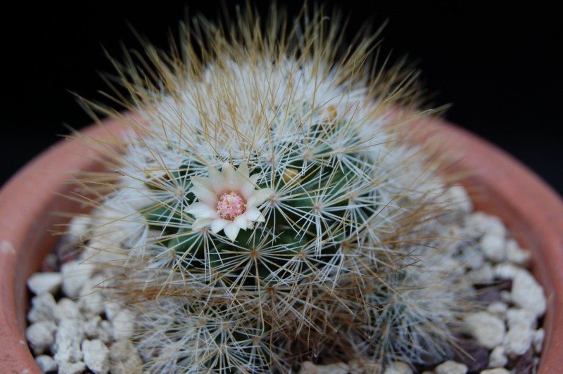 Mammillaria marcosii 