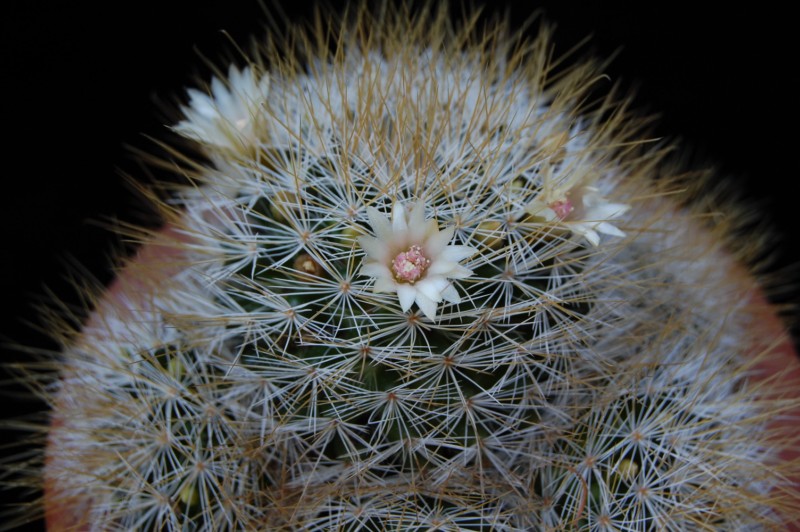 Mammillaria marcosii 