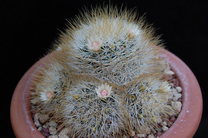 Mammillaria marcosii 