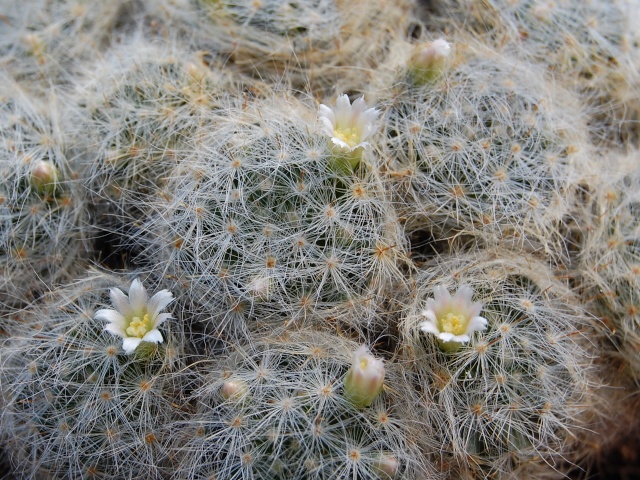 mammillaria glassii ssp. glassii 