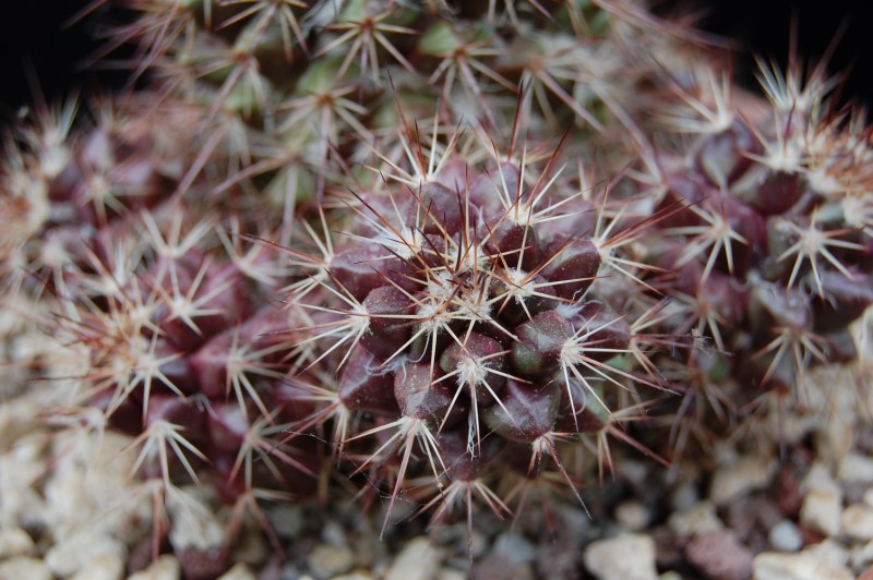 Mammillaria karwinskiana ssp. collinsii 