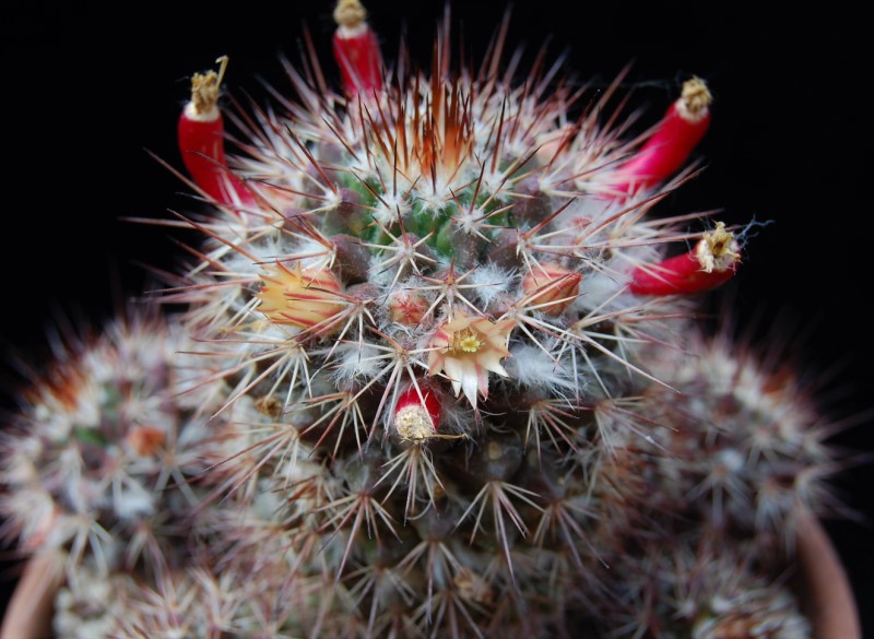 Mammillaria karwinskiana ssp. collinsii 