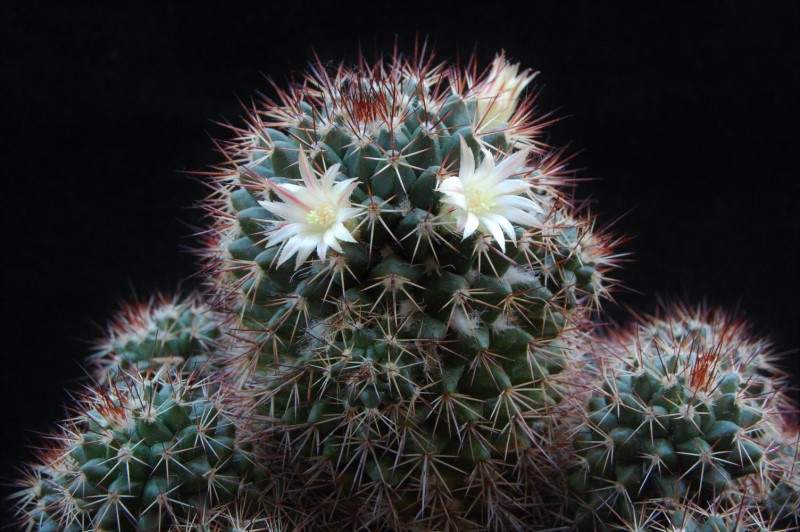 Mammillaria karwinskiana ssp. collinsii 