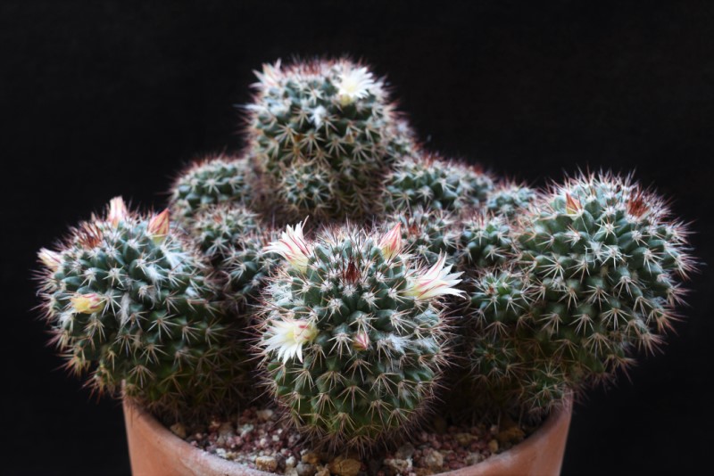 Mammillaria karwinskiana ssp. collinsii 