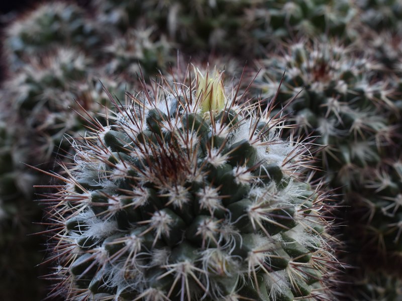 Mammillaria karwinskiana ssp. collinsii 