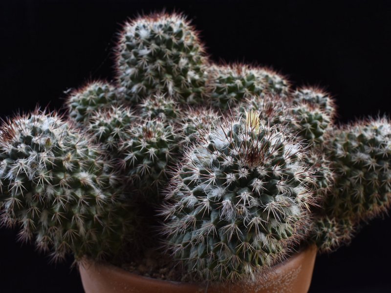 Mammillaria karwinskiana ssp. collinsii 