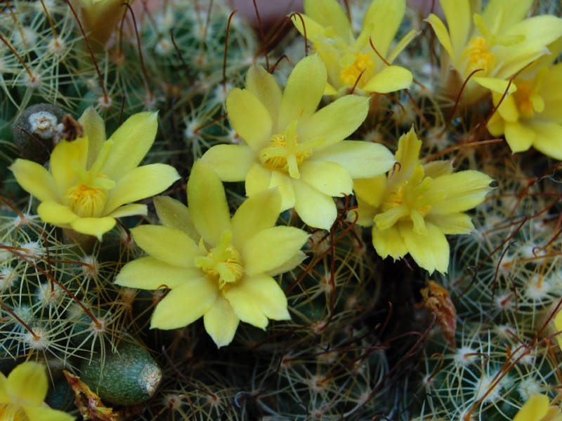 Mammillaria surculosa SB 37