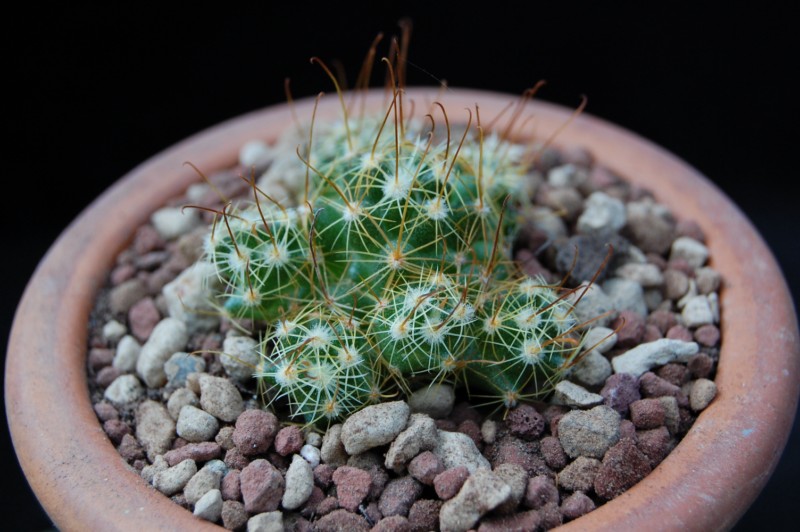 Mammillaria surculosa 