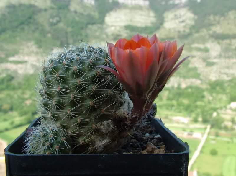 Rebutia pygmaea MN156