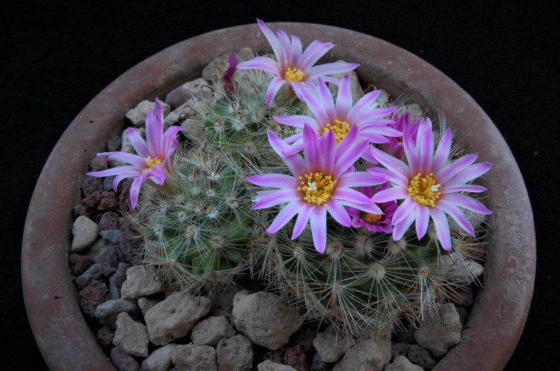 Mammillaria tepexicensis ML 186