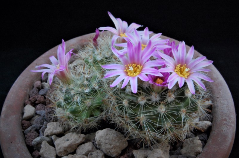 Mammillaria tepexicensis ML 186