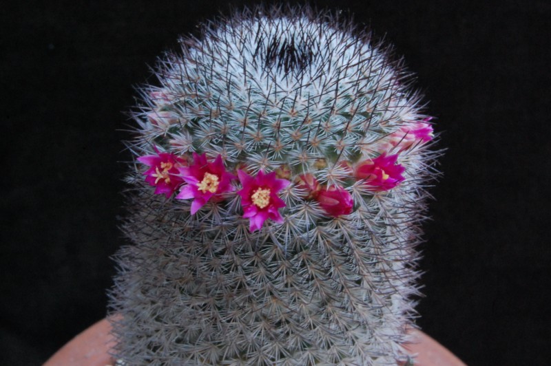 Mammillaria haageana ssp. schmollii FO 235