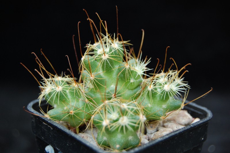 Mammillaria surculosa 