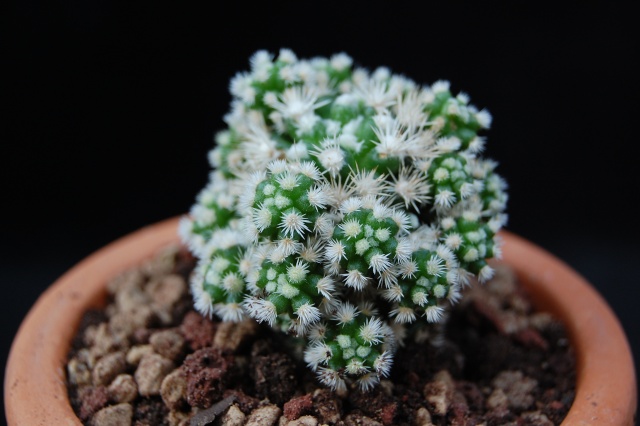 Mammillaria vetula ssp. gracilis hybr. buenavista syn snowflace 