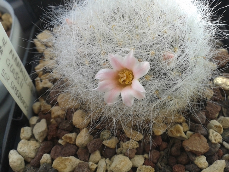 mammillaria glassii ssp. siberiensis