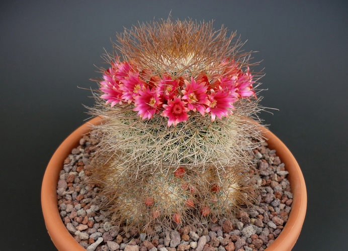 Mammillaria rekoi ssp. leptacantha 