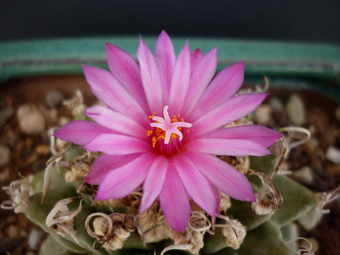 Turbinicarpus alonsoi 