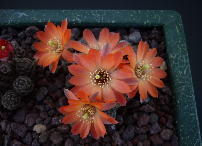 Rebutia pygmaea 