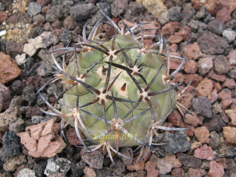 Copiapoa dura KK 607