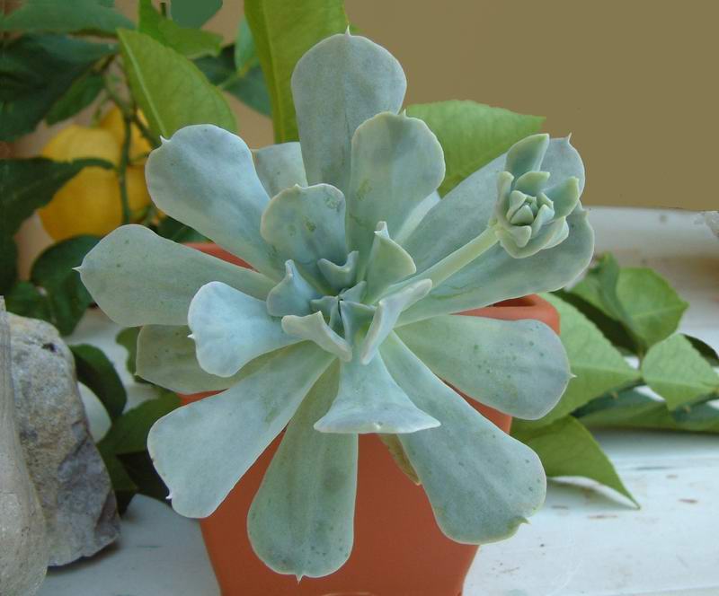 Echeveria runyonii 