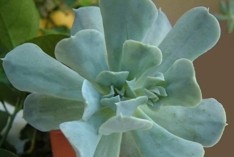 Echeveria runyonii 