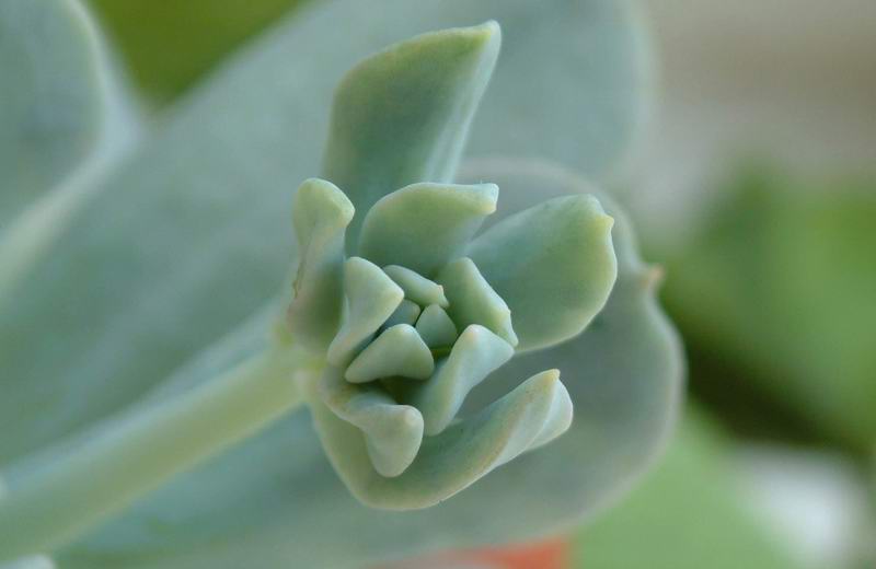 Echeveria runyonii 