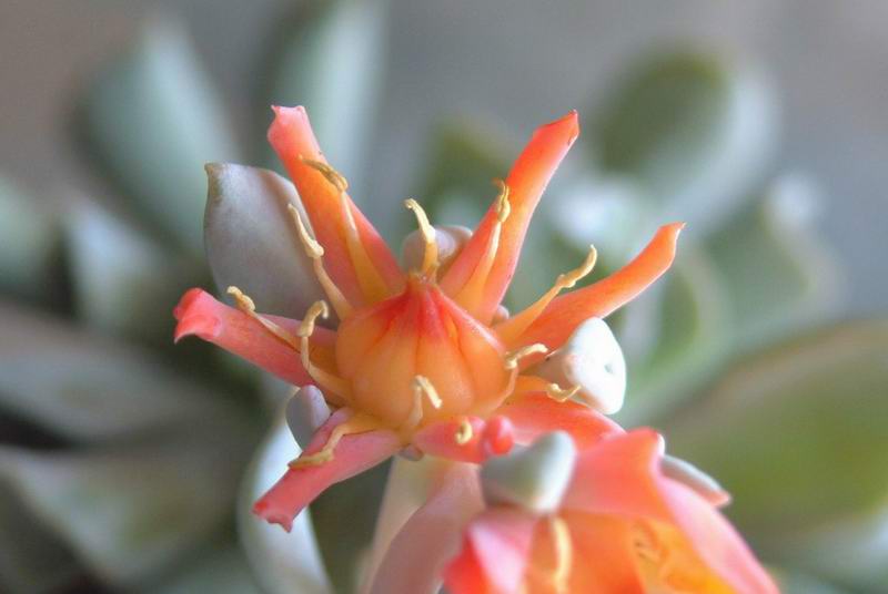 Echeveria runyonii 