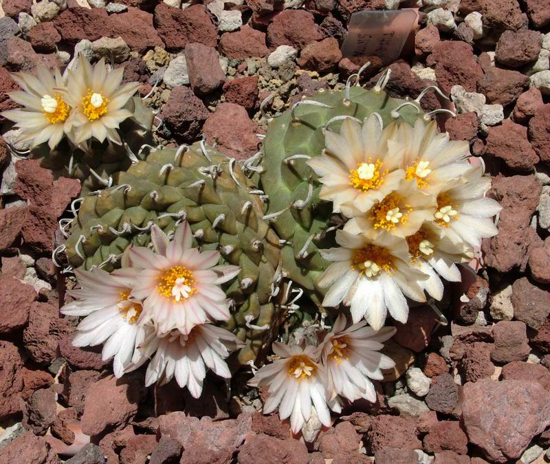 Turbinicarpus  