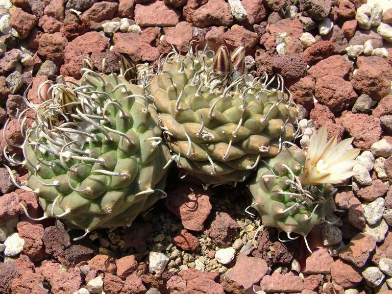 Turbinicarpus  