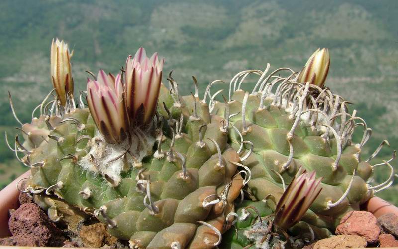 Turbinicarpus  