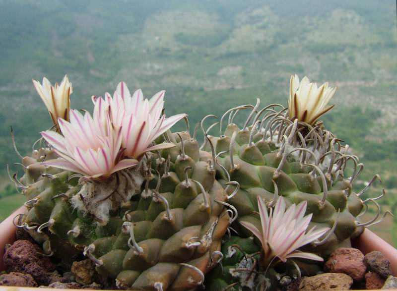 Turbinicarpus  