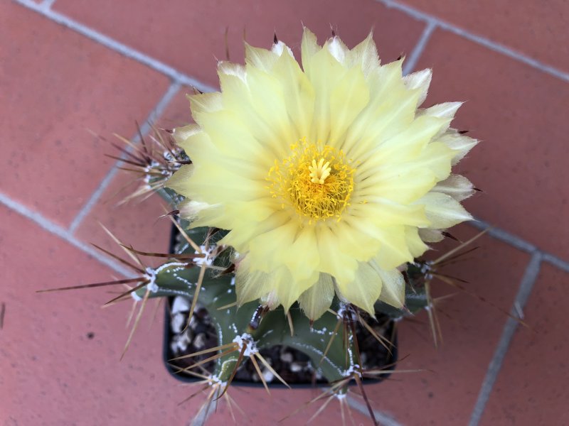 Astrophytum ornatum 