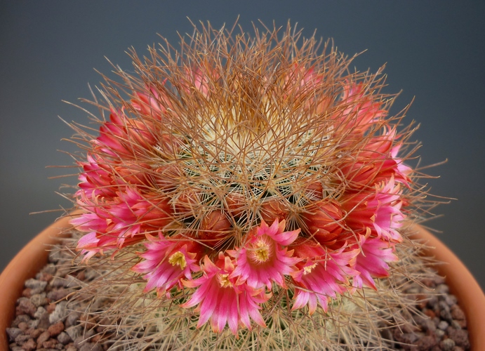 Mammillaria rekoi ssp. leptacantha 